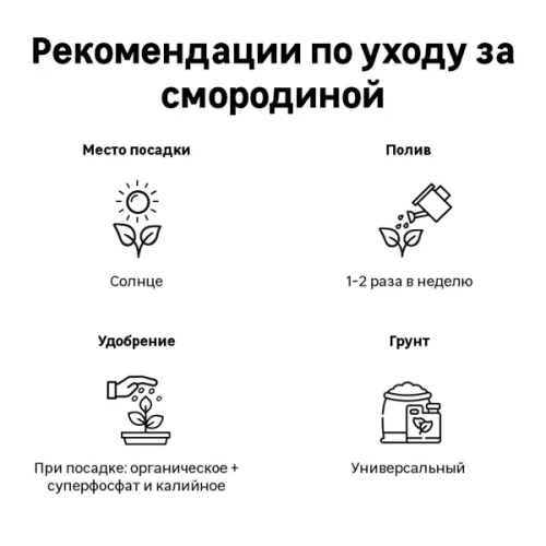 Смородина Альфа ø15 h30 см